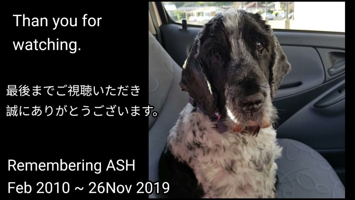 【イングリッシュコッカースパニエル】アッシュを思い出して。。。
