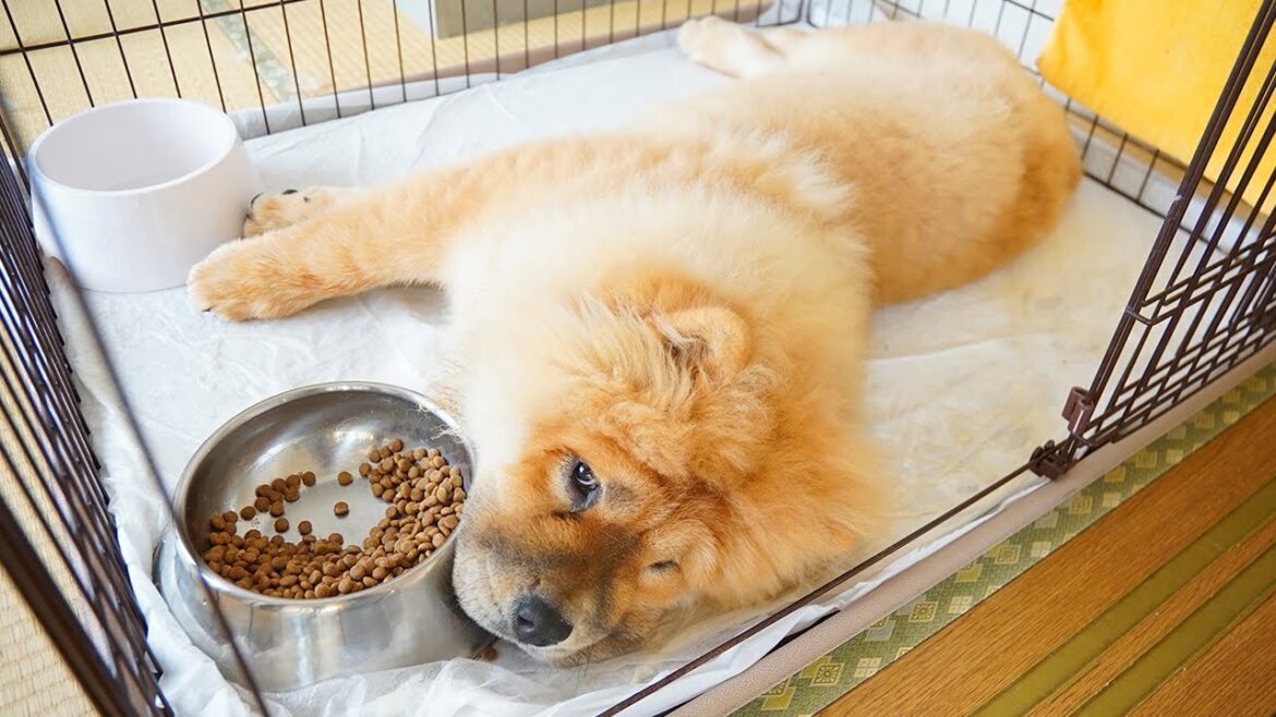 ご飯の途中で充電切れになったチャウチャウ犬