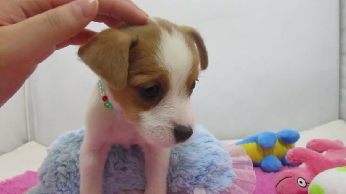 【長町店】ジャックラッセルテリア♪男の子♪ホワイトタン♪10/4生まれ♪