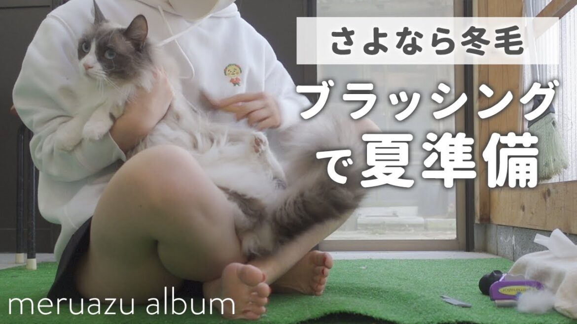 ラグドール猫2匹のもこもこ冬毛をファーミネーターで徹底ブラッシング！