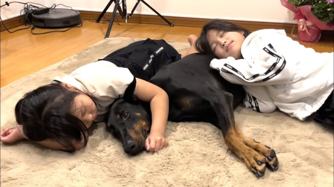 人をダメにするドーベルマン