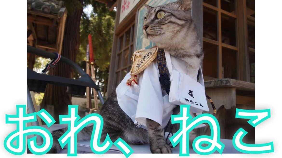 四国の猫　✕【おれ、ねこ】