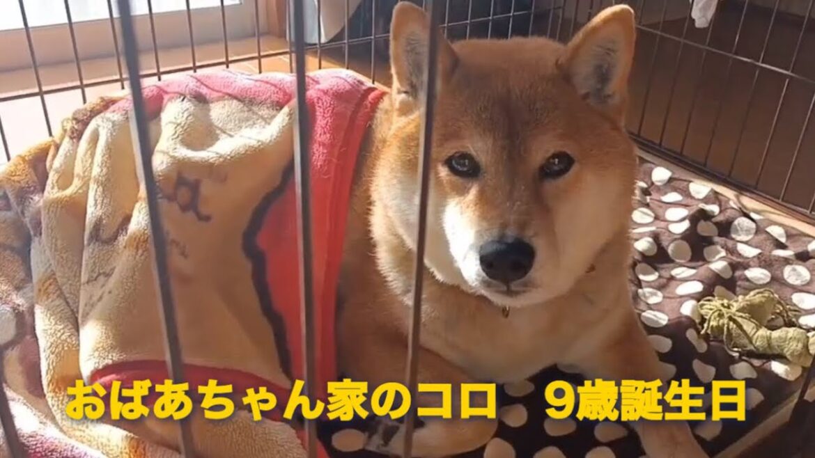 柴犬コロ9歳。この落ち着きっぷり
