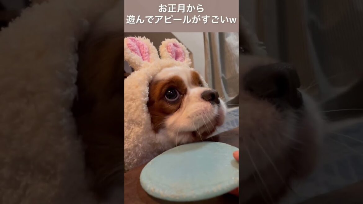 【キャバリア】お正月から愛犬の遊んでアピールがすごいw #shorts 【キャバリア】お正月から愛犬の遊んでアピールがすごいw #shorts