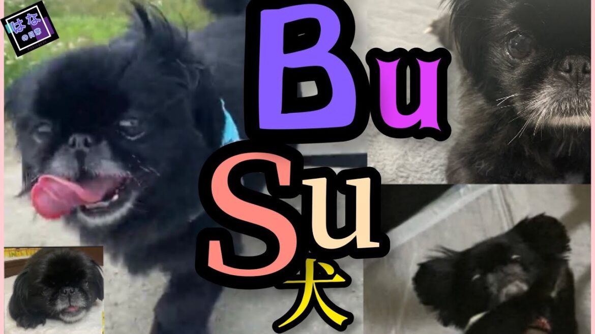 【BUSU】ペキニーズ犬はなちゃんのブサカワ集｜大事なお知らせあり【犬】【peki】