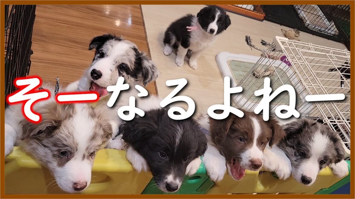 【生後56日】みんなで並んで最後の食事をした結果…😅【ボーダーコリー】 【生後56日】みんなで並んで最後の食事をした結果…😅【ボーダーコリー】
