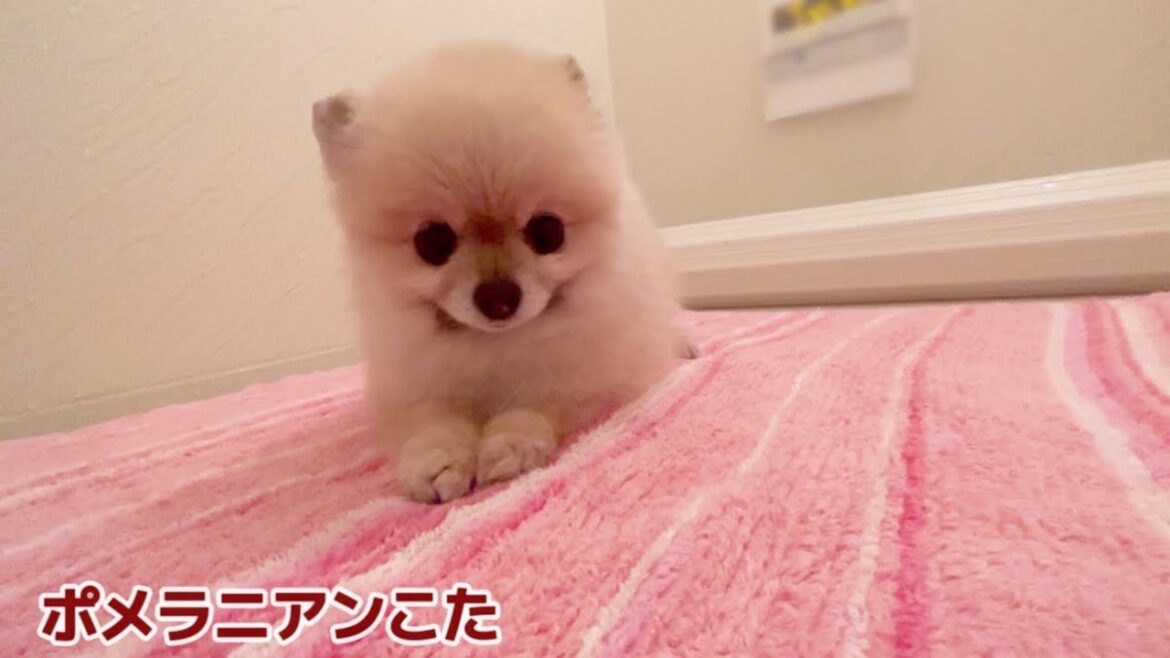 飼い主がお風呂から上がるのをひたすら待つポメラニアン