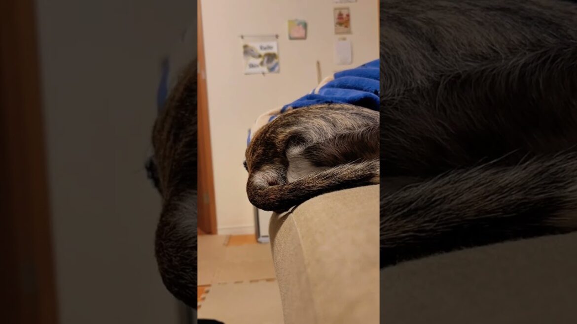 【ウィペット】落ちそうで落ちない器用な犬。お利口や～(о´∀`о)！！【Whippet Dog KAITO FUKUOKA JAPAN】