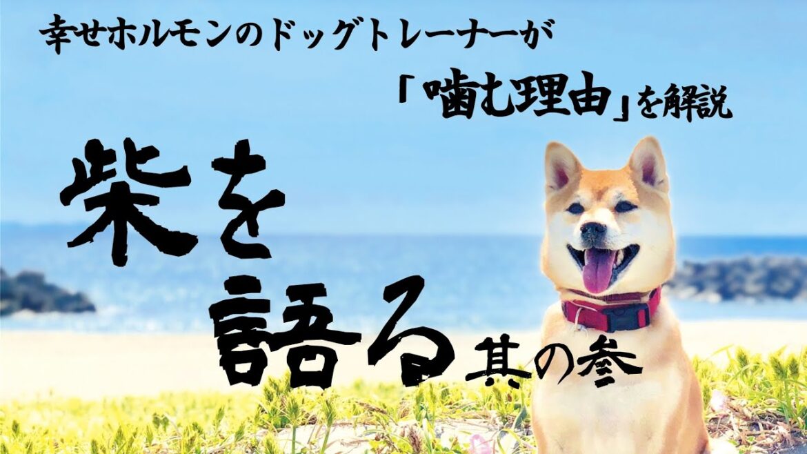 【柴犬が噛んでしまう理由を解説】幸せホルモンのドッグトレーナーが徹底解説！柴の性格、魅力、飼い方のポイント その③