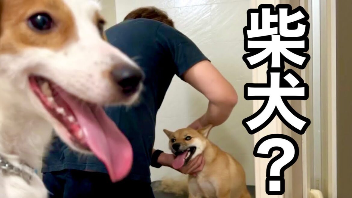 【柴犬】ゲストがやってきた！［しゃべる犬 ジャックラッセルテリア］