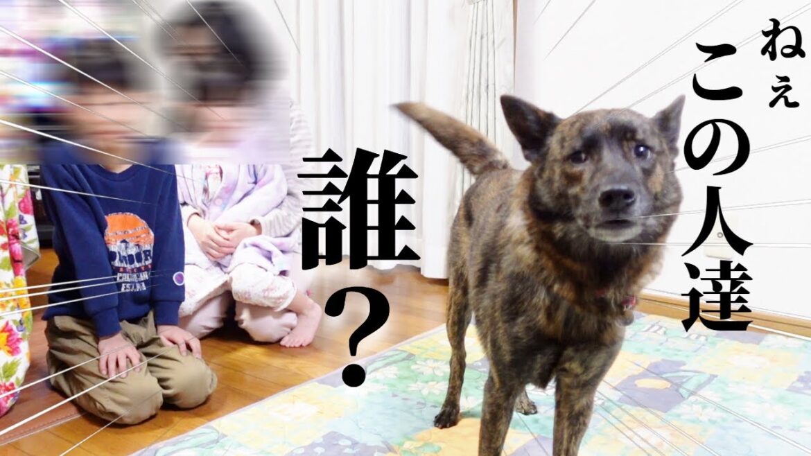 １年ぶりに再会した甥っ子たちが誰か分からず警戒忠告する甲斐犬【甲斐犬・柴犬】