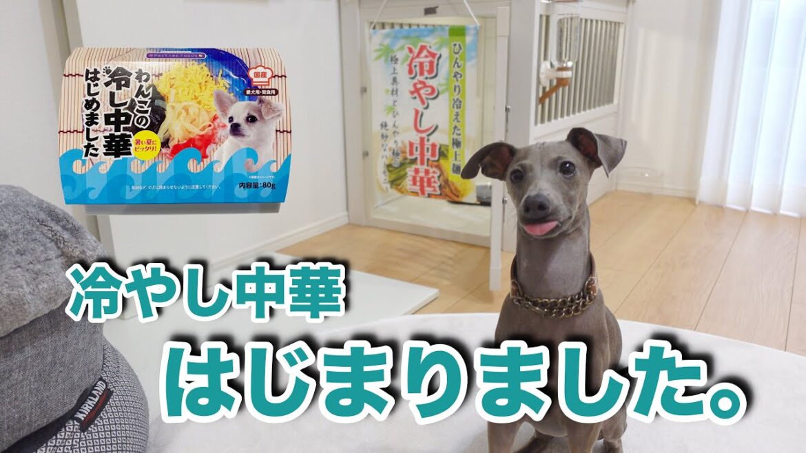 冷やし中華はじまってましたドッキリ。~イタリアングレーハウンド~ 冷やし中華はじまってましたドッキリ。~イタリアングレーハウンド~