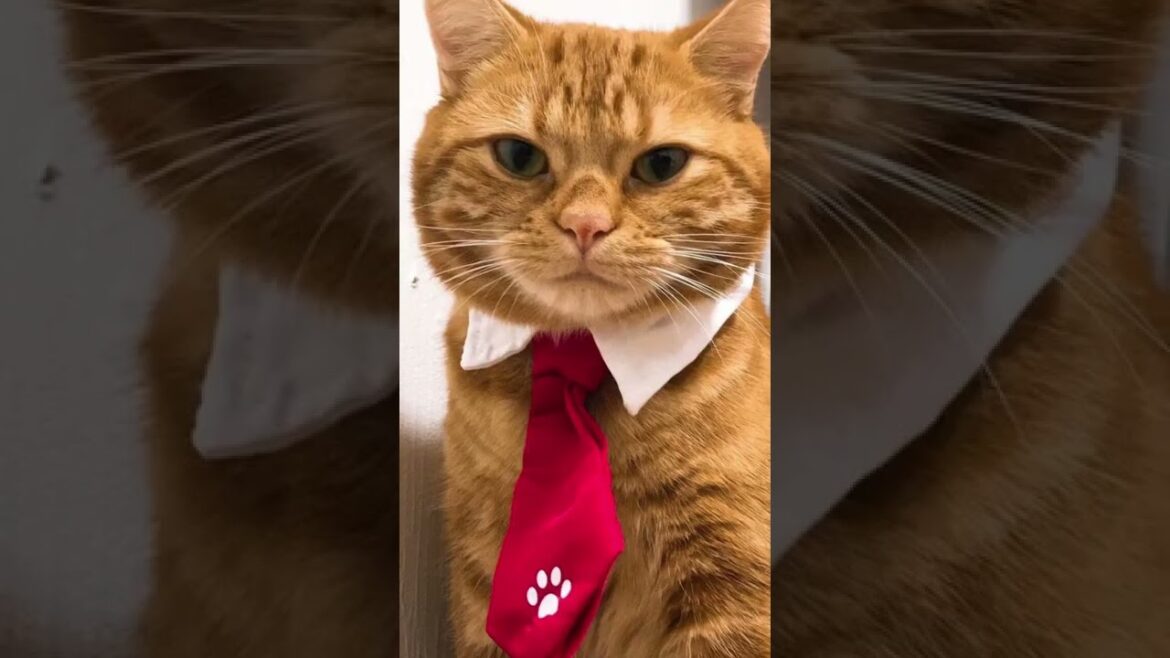 猫の心理を見抜くにゃんヵ条【アメリカンショートヘア】#shorts