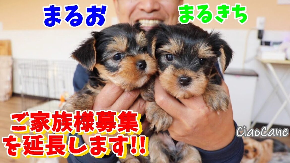 まるおとまるきち！ご家族様募集を延長します！【ヨークシャーテリア専門犬舎チャオカーネ】