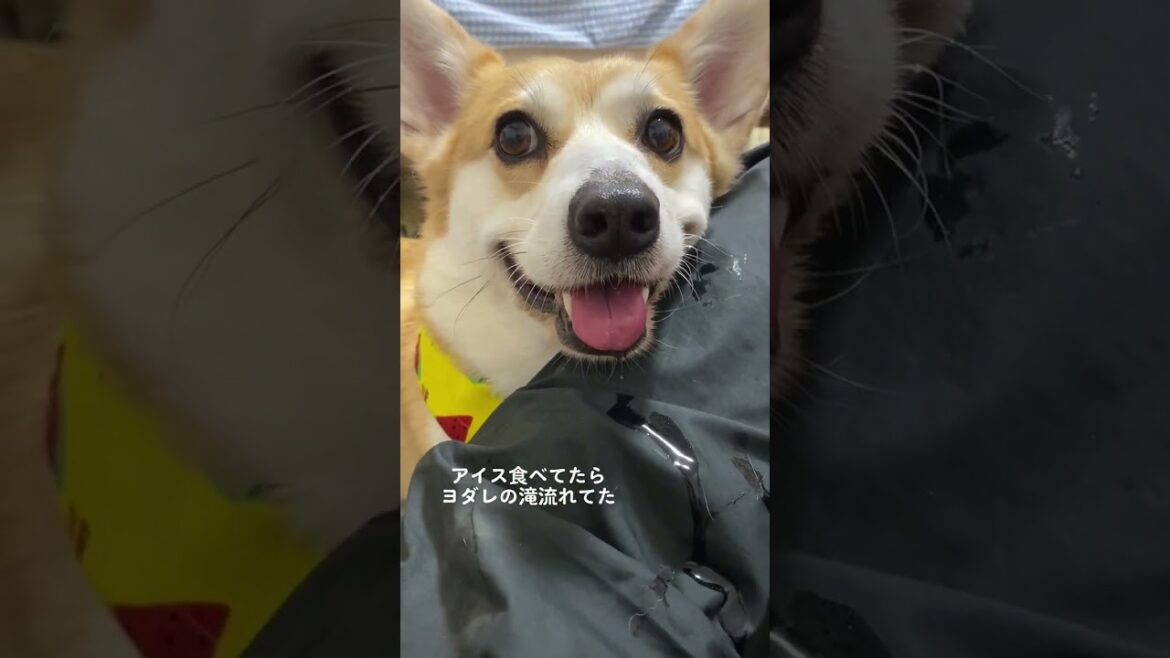 【TikTok動画】よだれえええええええ#shorts #くきたん #コーギー