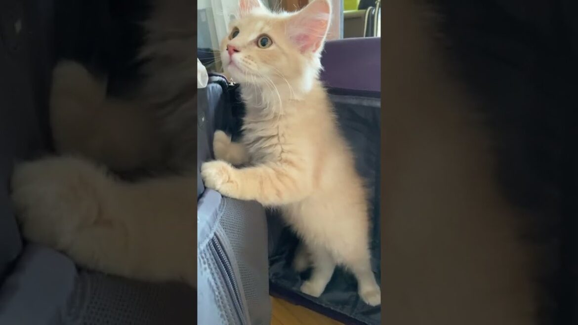 スーツケースに住み着く子猫!見つかっても出てこない【サイベリアン】 #shorts スーツケースに住み着く子猫!見つかっても出てこない【サイベリアン】 #shorts