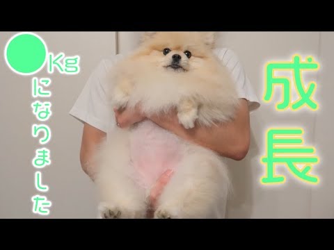 久しぶりの体重測定!●●キロになってました【ポメラニアン犬モチ】 久しぶりの体重測定!●●キロになってました【ポメラニアン犬モチ】