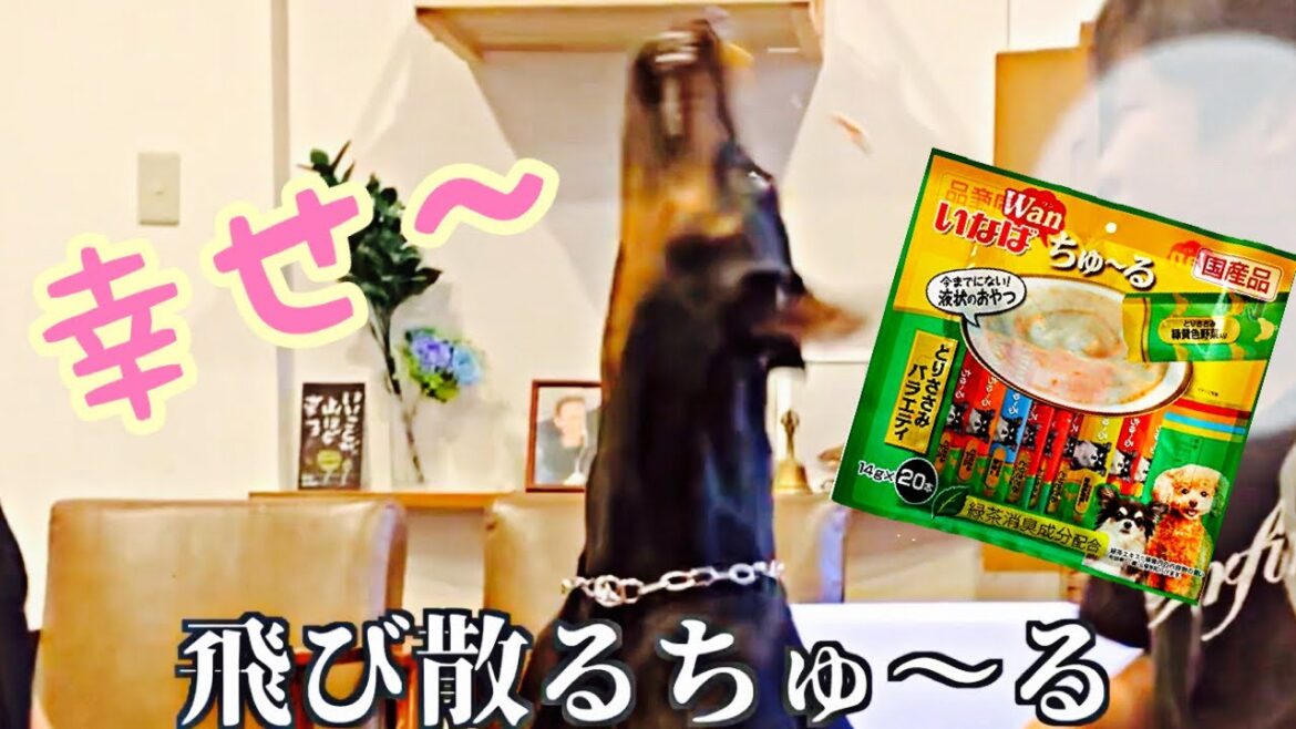 ドーベルマン暴走!?話題のちゅーるを上げたら心奪われた!! ドーベルマン暴走!?話題のちゅーるを上げたら心奪われた!!