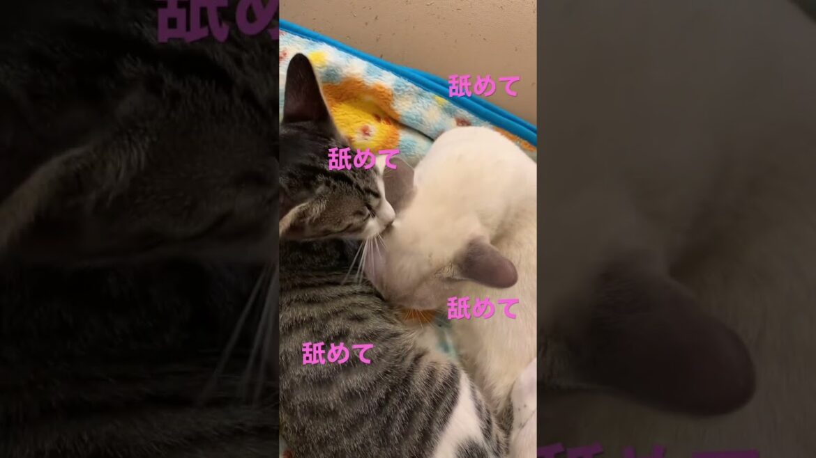 仲良しネコ2〜licking each other#トンキニーズ#キジシロ