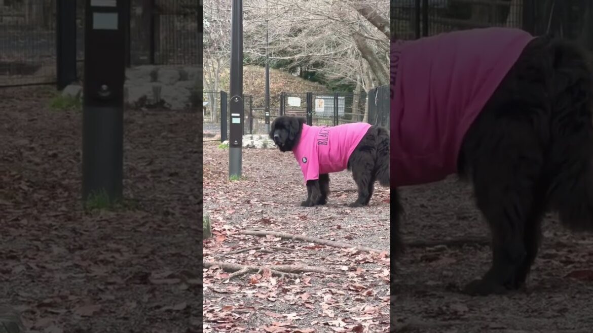 勝手に帰るボス君😱 超大型犬 ドッグラン ニューファンドランド グレートデーン クィーンちゃん 大型犬 多頭飼育 渡辺ボス ブラックピットブル 可愛い犬 勝手に帰るボス君😱 超大型犬 ドッグラン ニューファンドランド グレートデーン クィーンちゃん 大型犬 多頭飼育 渡辺ボス ブラックピットブル 可愛い犬