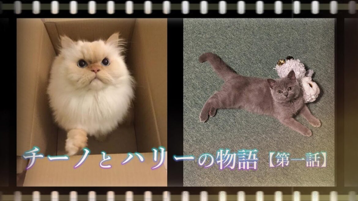 📖🔴 「チーノとハリーの物語」【第1話】🌼  #Cat  (#ホワイトヒマラヤン #ブリティッシュショートヘア #ヒマラヤン)   #keiko 📖🔴 「チーノとハリーの物語」【第1話】🌼  #Cat  (#ホワイトヒマラヤン #ブリティッシュショートヘア #ヒマラヤン)   #keiko