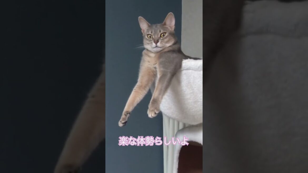 なんか怖いよ猫さん（ベンガル猫とアビシニアン）BEST FUNNY CATS&KITTENS #shorts