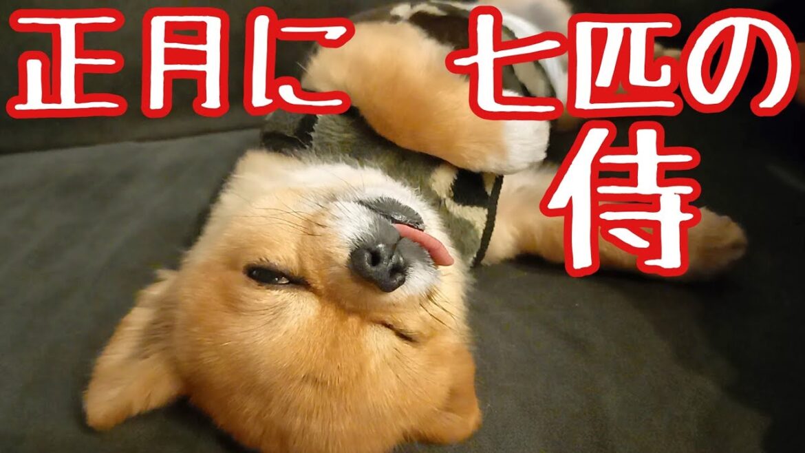 パグとチワワの正月！年末年始に集まる7匹の仲間！