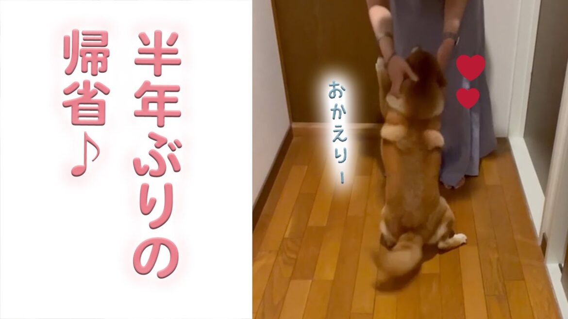 帰省したら実家のワンコが…♡｜PECO