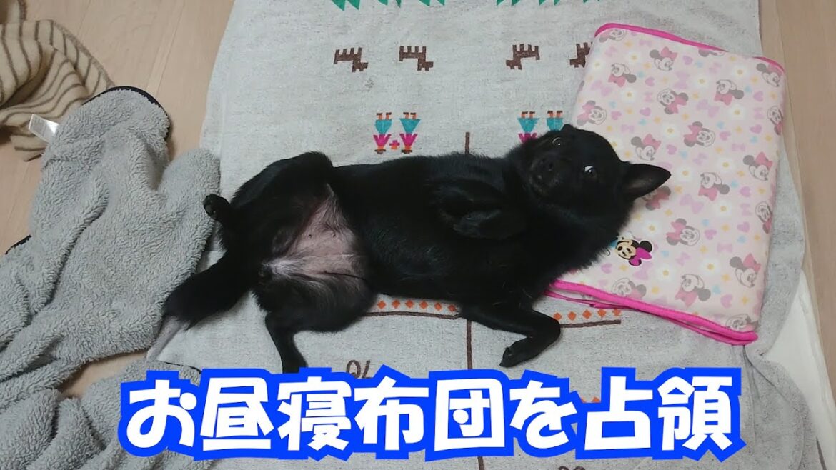 娘のお昼寝布団を占領するスキッパーキ　クー