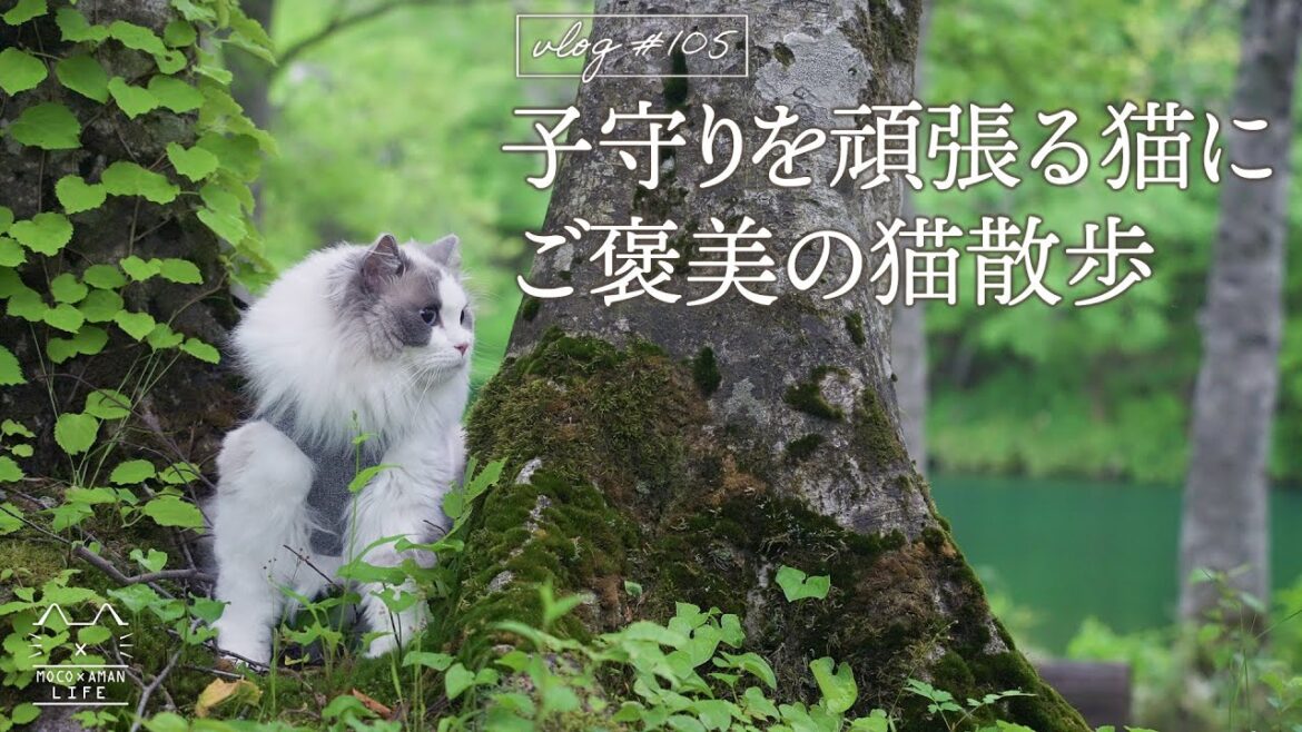 【癒し】赤ちゃんの子守りを頑張る猫にご褒美の猫散歩|ラグドール猫 #105 【癒し】赤ちゃんの子守りを頑張る猫にご褒美の猫散歩|ラグドール猫 #105