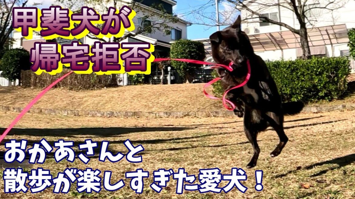 おかあさんとお散歩-　甲斐犬いち