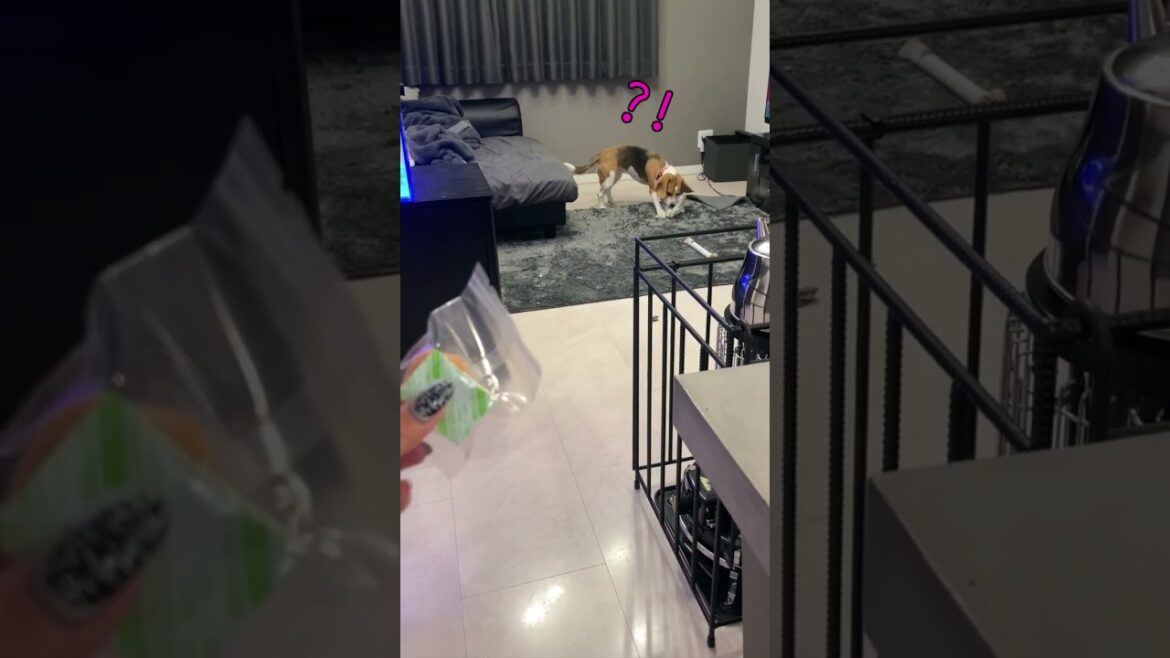 「食べる」の言葉に敏感なビーグル犬　#shorts