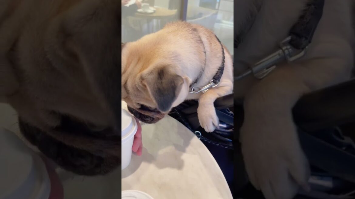 [パグ]ぼくのコーヒー来た？🐶 (my coffee?) #shorts