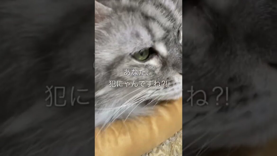 新年早々、いたずら好きの猫にやられました : メインクーンなつめさん