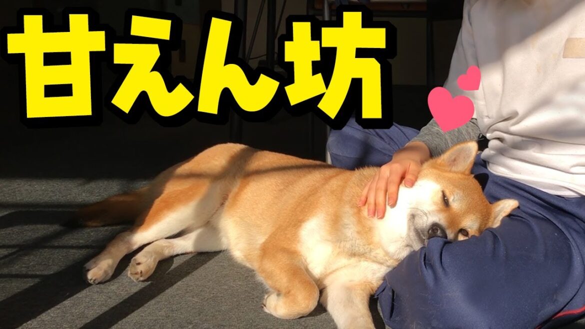 娘の膝枕で寂しさを癒す甘えん坊な柴犬姉妹がかわいい