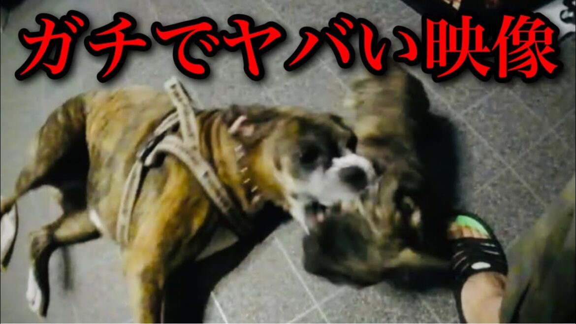 【事件】ウチの子犬が大型犬のボクサーにやられて頭グルグル巻きになりました…