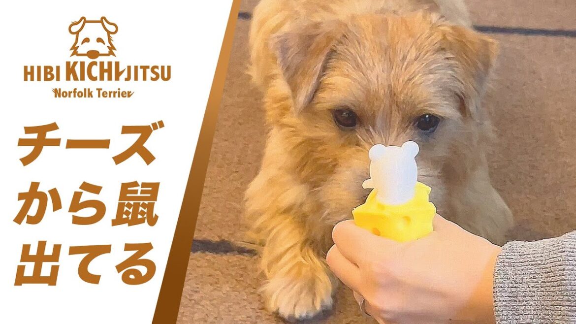 愛犬キチ  またまた興奮するおもちゃに出会う【ノーフォークテリア norfolkterrier 】