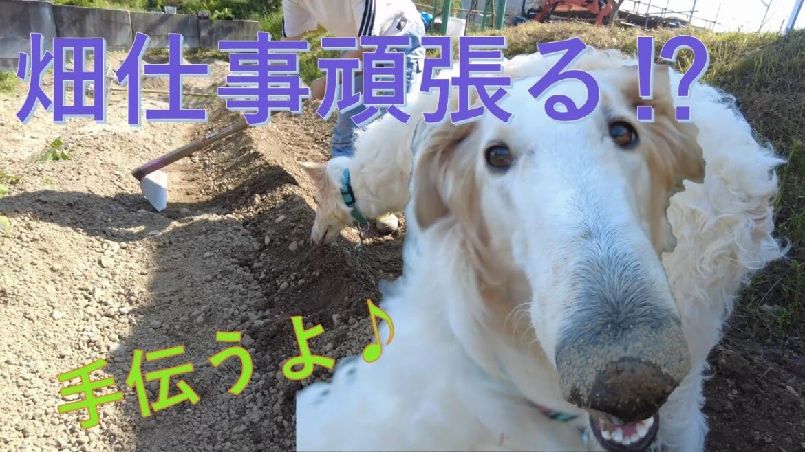 ボルゾイ 耕す⁉ 😅