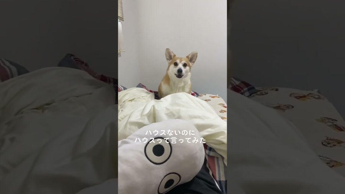 【TikTok動画】普段吠えんからレアなワンッ！#shorts #くきたん #コーギー  #犬 #うちの子が可愛すぎる  #fyp  #ハウス  #いたずらしてみた #跳ねてる  #可愛い