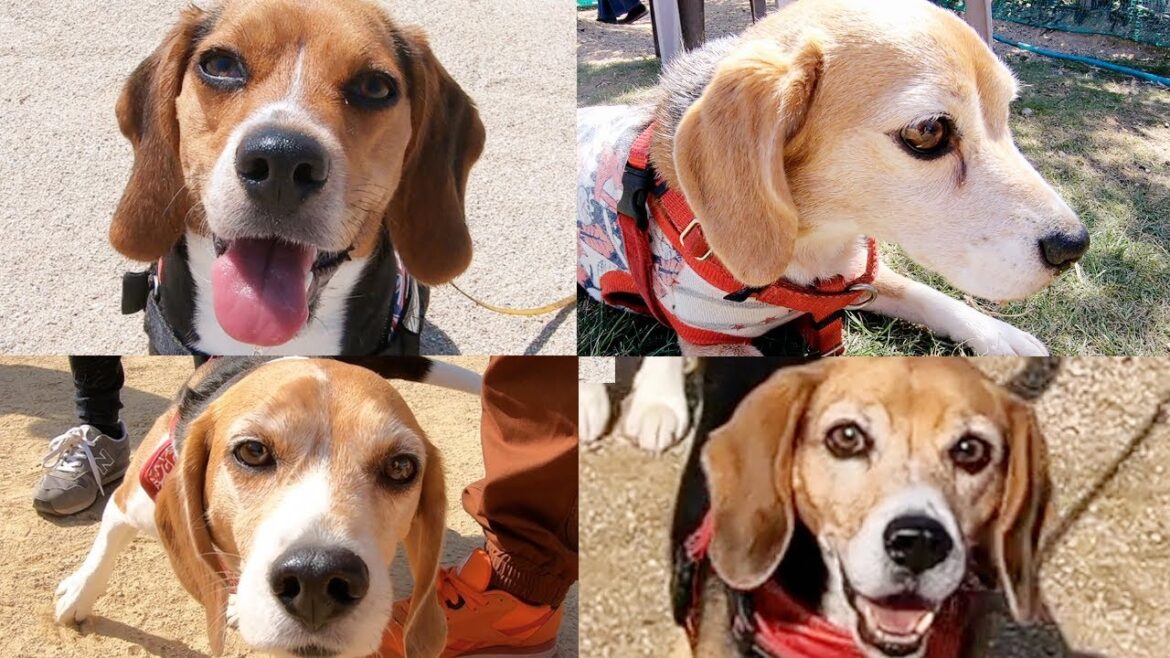 ４頭で比較し新発見！ビーグル犬の吠える声って相当違うぞ 4 beagle's barking voices