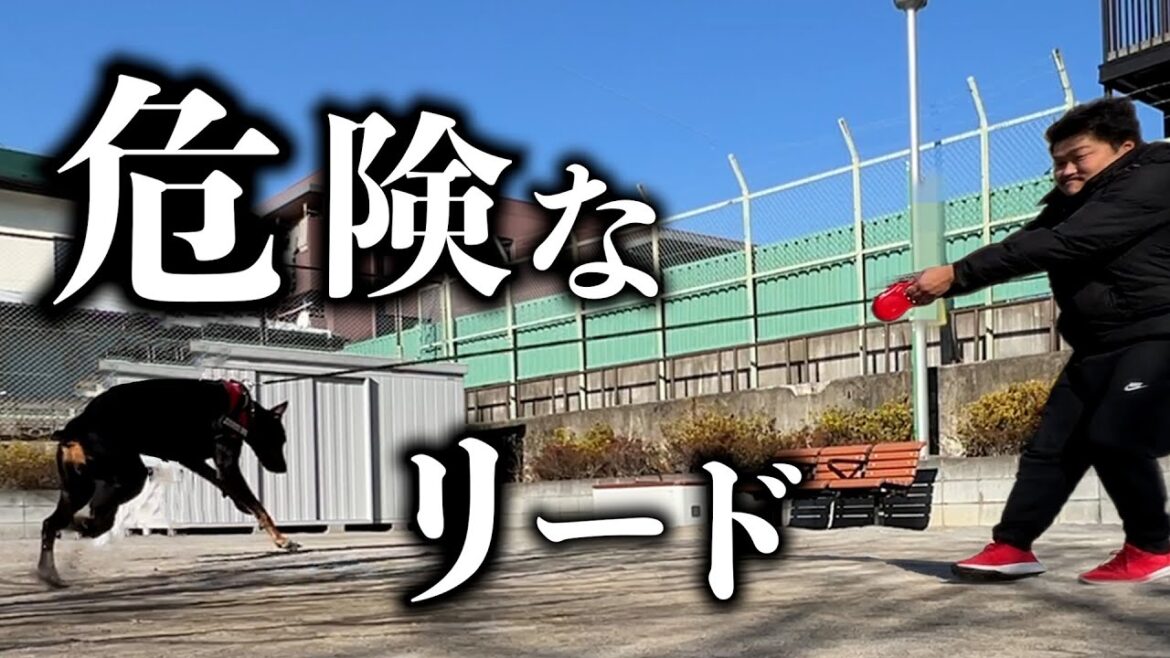 【炎上覚悟】ドーベルマンの散歩には絶対使えない最悪の道具をご紹介します