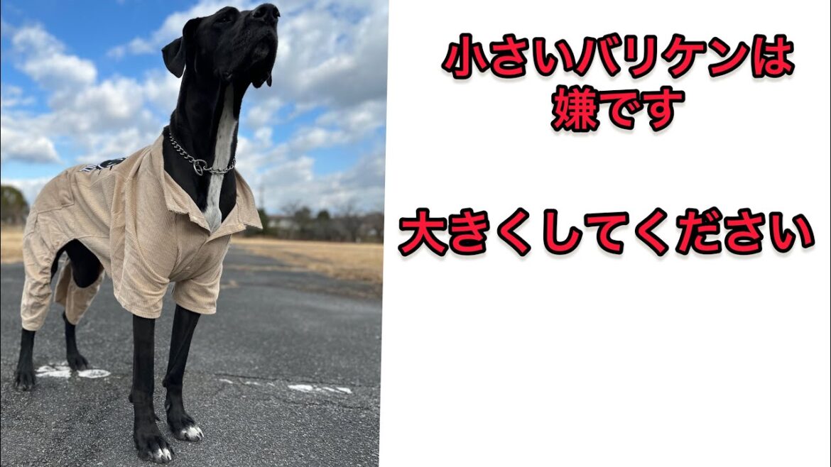 小さいバリケン嫌だ‼️ クィーンちゃんの要望 超大型犬 グレートデーン ブラックピットブル お出かけ プロボックスハイブリッド ニューファンドランド