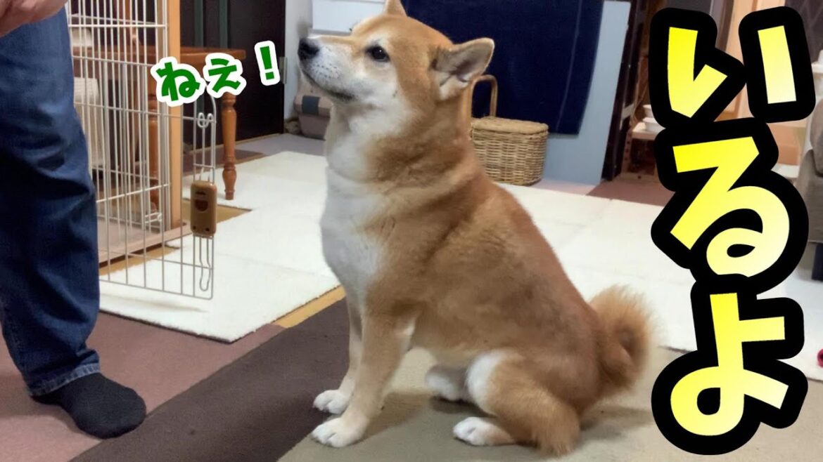 普段塩対応の柴犬が珍しく飼い主の元へ来た理由とは⁉