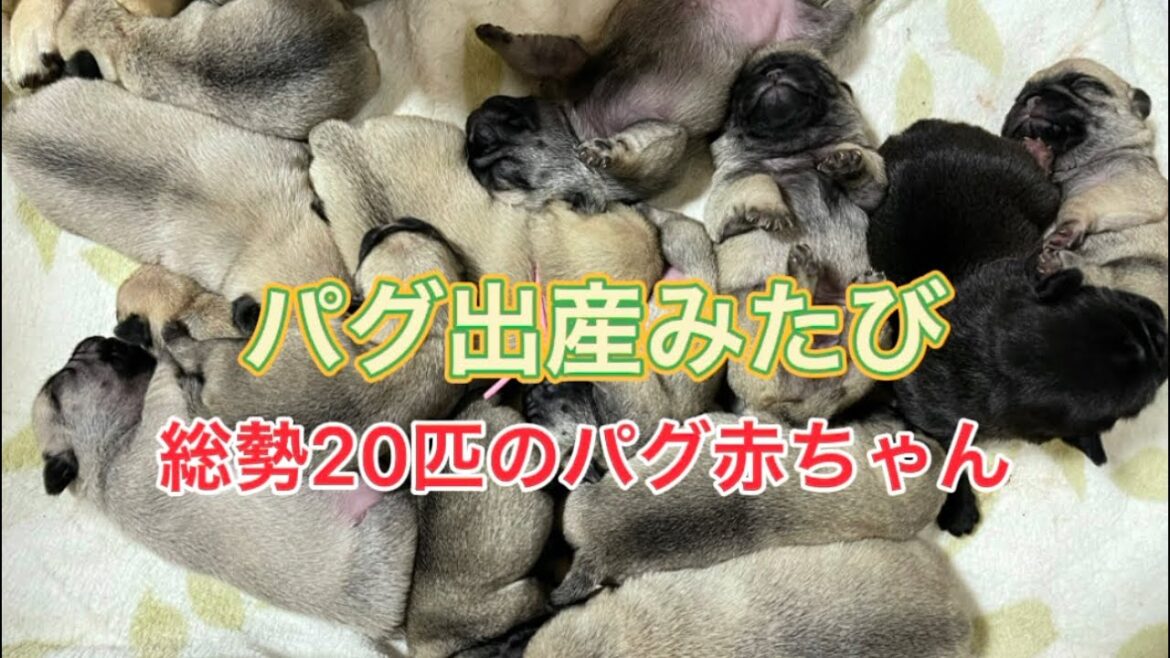 パグの出産&総勢20匹のパグ赤ちゃん