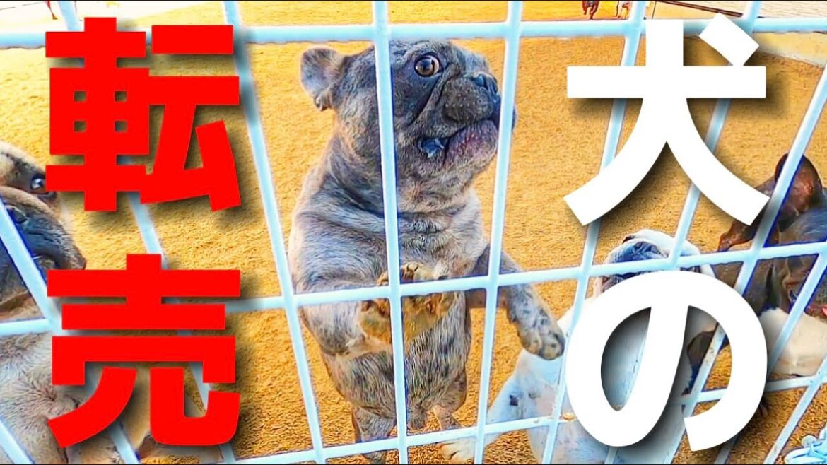 【悪用厳禁】子犬の転売についてお話します！【実話】