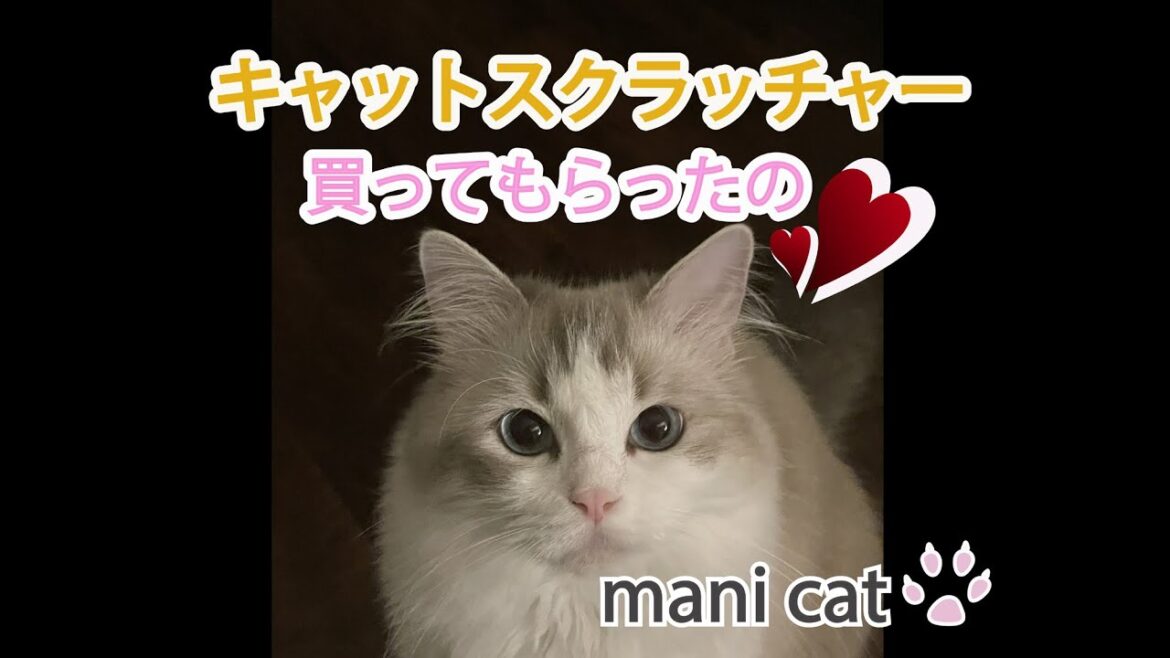ラグドールマニー爪とぎ（キャットスクラッチャー）上手に出来るかな～🥰#ragdoll #可愛い猫#猫 爪とぎ