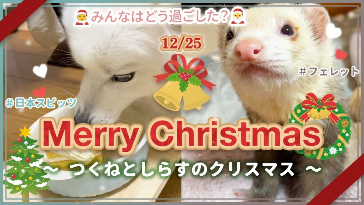 【ferret & japanese spitz】フェレットと日本スピッツと過ごすクリスマス🎄【xmas】