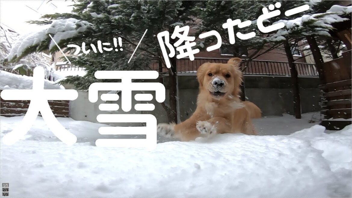 庭に積もったふかふかの新雪を満喫するゴールデンレトリバー