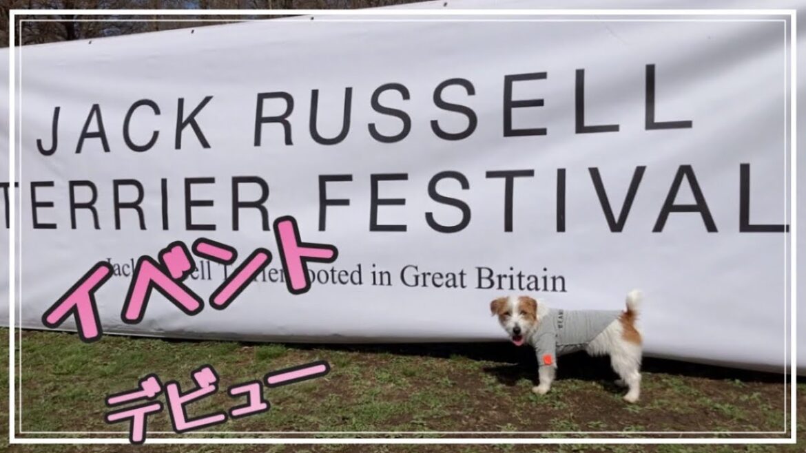 【ジャックラッセルテリアフェスティバル2022】緊張の初イベント‼︎