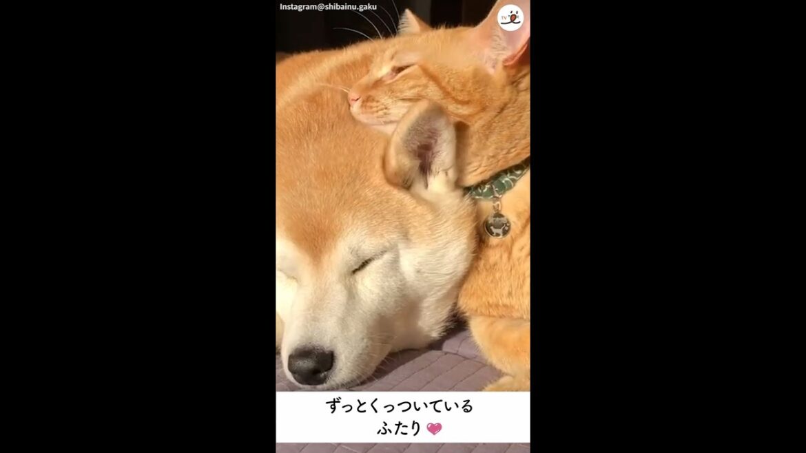 柴犬と猫が、毎日添い寝するようになるまで…♡